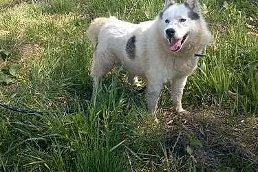 Zjawiskowy, bezkonfliktowy Polaris w typie husky ADOPCJA,  Kundelki cała Polska