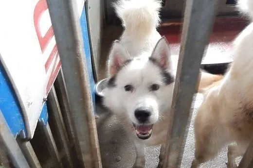 Zjawiskowy, bezkonfliktowy Polaris w typie husky A