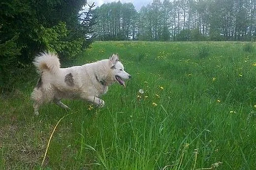 Zjawiskowy, bezkonfliktowy Polaris w typie husky A