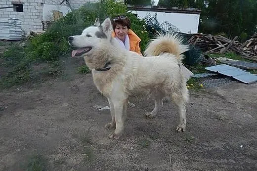 Zjawiskowy, bezkonfliktowy Polaris w typie husky A