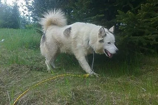 Zjawiskowy, bezkonfliktowy Polaris w typie husky A