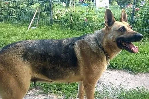 4 letni SIMBA szuka kochającego domu,  mazowieckie Warszawa