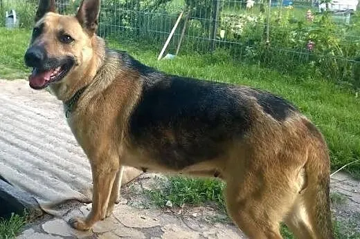 4 letni SIMBA szuka kochającego domu,  mazowieckie