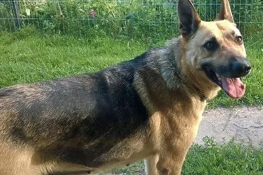 4 letni SIMBA szuka kochającego domu,  mazowieckie