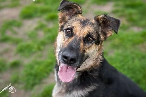 Młody owczarek szuka domu- Leo gotowy do adopcji!,