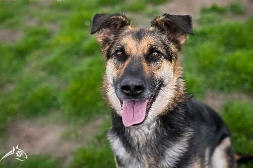 Młody owczarek szuka domu- Leo gotowy do adopcji!,