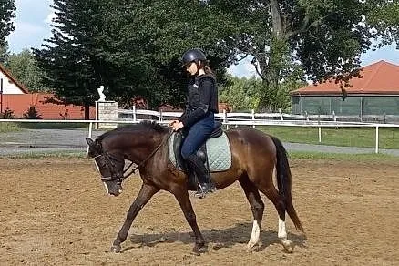 Kuc feliński, 131cm, 3 lata, Lubań