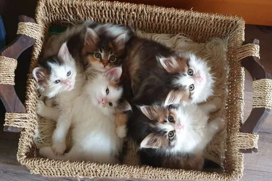 niesamowity Kocięta Maine Coon. whatsapp +48782076170, , Randówka