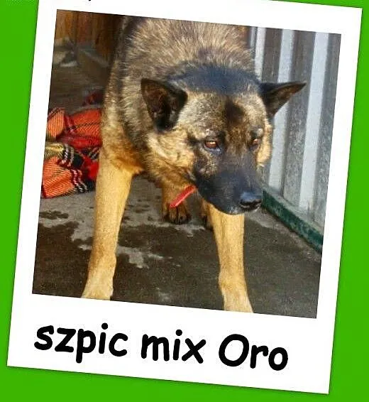 Szpic mix, średni,zrównoważony,łagodny,przyjazny p