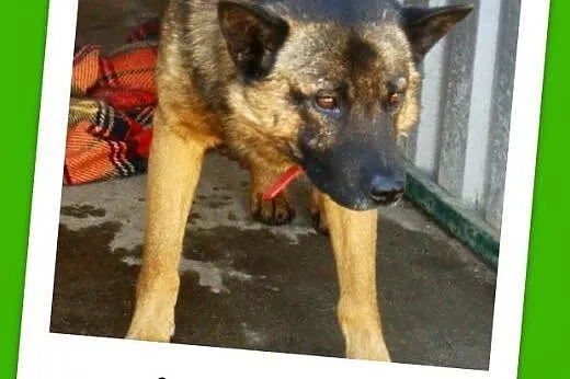 Szpic mix, średni,zrównoważony,łagodny,przyjazny p