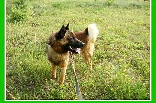 Szpic mix, średni,zrównoważony,łagodny,przyjazny p