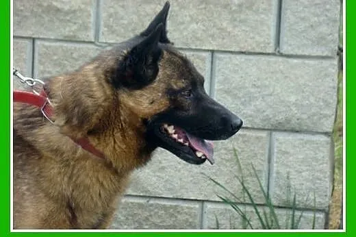Szpic mix, średni,zrównoważony,łagodny,przyjazny p
