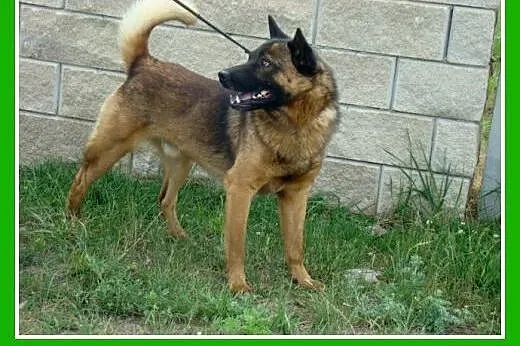 Szpic mix, średni,zrównoważony,łagodny,przyjazny p