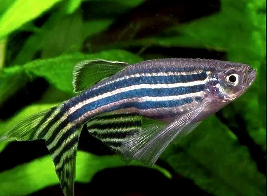 Danio pręgowany - Brachydanio zebra - Pręgowane - WYSYŁKA, Pomorskie, Gdańsk