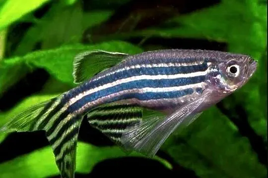 Danio pręgowany - Brachydanio zebra - Pręgowane - WYSYŁKA, Pomorskie, Gdańsk