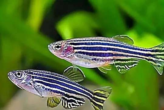 Danio pręgowany - Brachydanio zebra - Pręgowane - WYSYŁKA, Pomorskie, Gdańsk