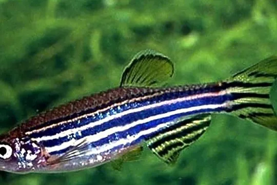 Danio pręgowany - Brachydanio zebra - Pręgowane - WYSYŁKA, Pomorskie, Gdańsk