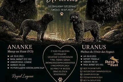 Barbet  , szczeniak, Śląskie, Gilowice