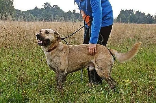 Młody, przyjazny i zrównoważony - Mango szuka domu