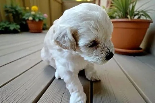 Maltipoo
