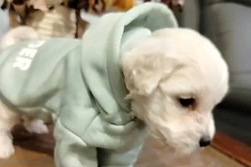 Maltipoo, Pomorskie, Chojnice