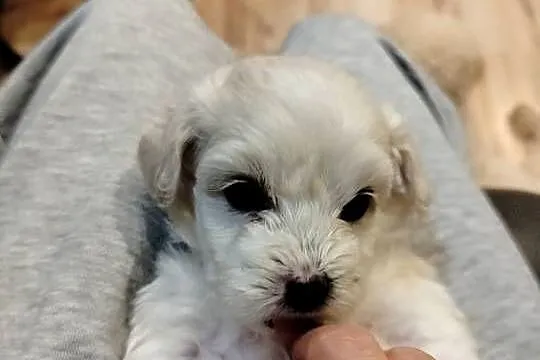 Maltipoo, Pomorskie, Chojnice