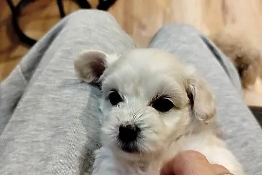 Maltipoo, Pomorskie, Chojnice