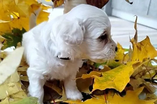 Maltipoo, Pomorskie, Chojnice