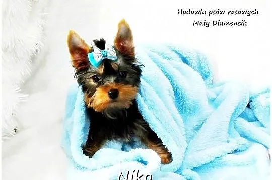 Yorkshire Terrier Malutki Mini XS Piesek NIKO z Rodowodem i Wyprawką
