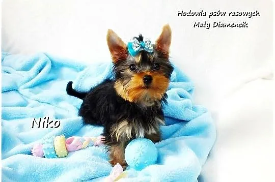 Yorkshire Terrier Malutki Mini XS Piesek NIKO z Rodowodem i Wyprawką, Lubuskie, Żary