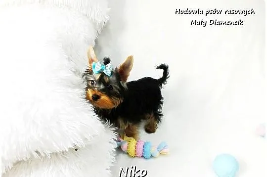 Yorkshire Terrier Malutki Mini XS Piesek NIKO z Rodowodem i Wyprawką, Lubuskie, Żary