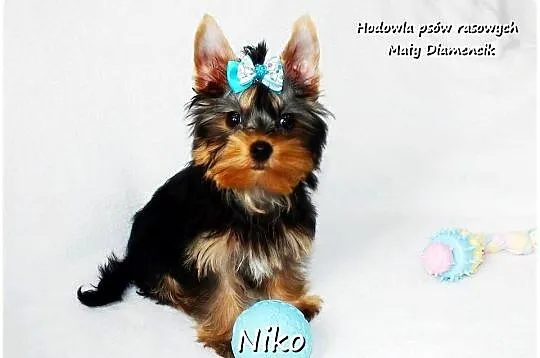 Yorkshire Terrier Malutki Mini XS Piesek NIKO z Rodowodem i Wyprawką, Lubuskie, Żary