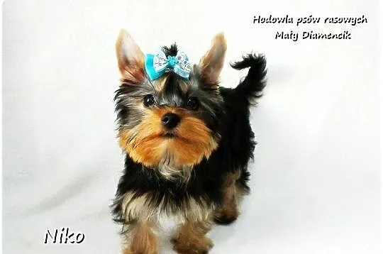 Yorkshire Terrier Malutki Mini XS Piesek NIKO z Rodowodem i Wyprawką, Lubuskie, Żary