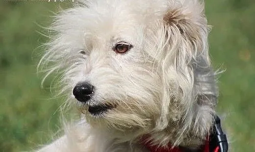 Mika- adoptuj, przygarnij wspaniałą sunię!, mazow