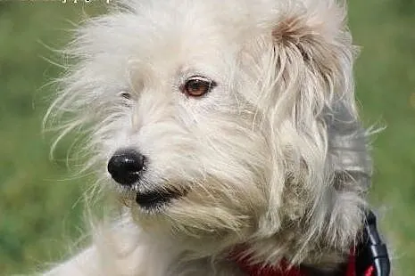 Mika- adoptuj, przygarnij wspaniałą sunię!,  mazow