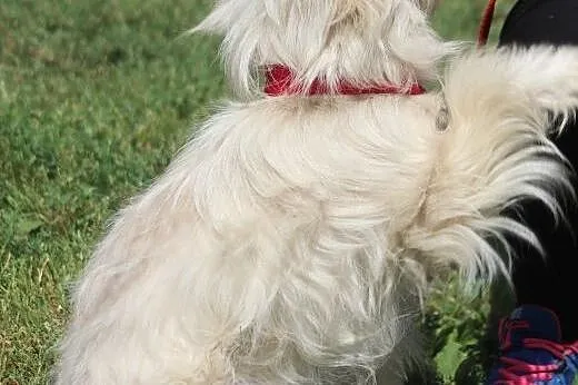 Mika- adoptuj, przygarnij wspaniałą sunię!,  mazow