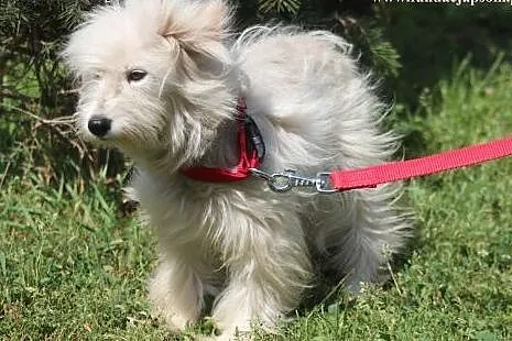Mika- adoptuj, przygarnij wspaniałą sunię!,  mazow