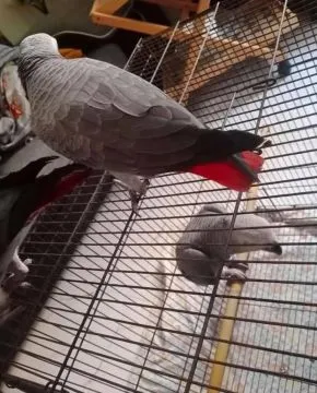 Zdrowe, młode żako na sprzedaż. Napisz do mnie na WhatsApp: +44 7453 907158, , Poizdów-Kolonia
