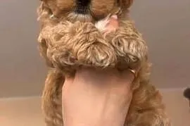 Malitipoo