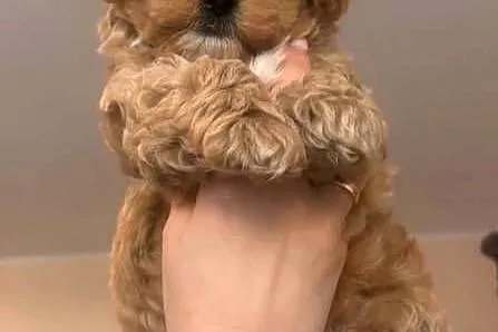 Malitipoo
