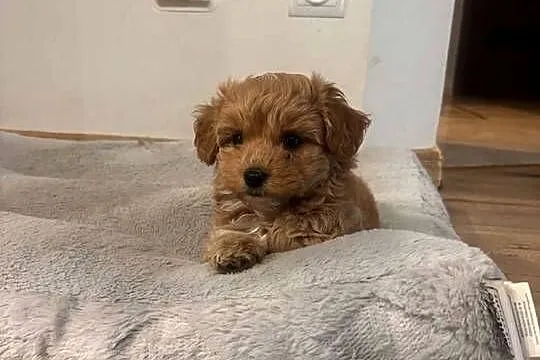 Malitipoo, Śląskie, Miedźno