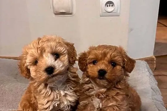 Malitipoo, Śląskie, Miedźno