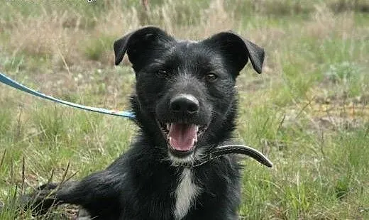 Dagmar wesoły młody chłopak do adopcji, mazowieck