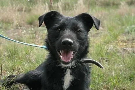 Dagmar wesoły młody chłopak do adopcji, mazowieckie Warszawa