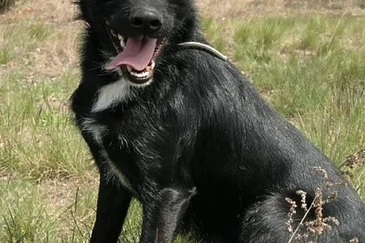 Dagmar wesoły młody chłopak do adopcji,  mazowieck