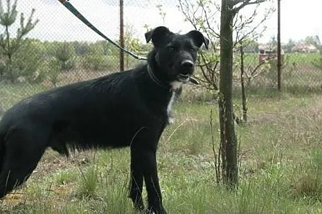 Dagmar wesoły młody chłopak do adopcji,  mazowieck