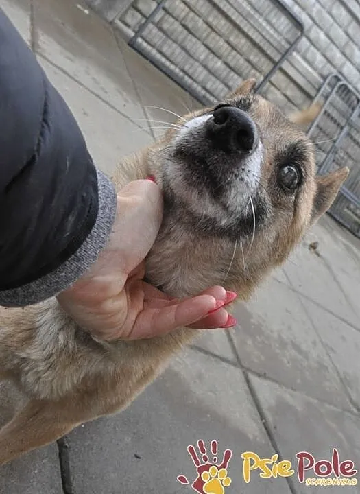 KLUŚ-kochany niewidomy maluszek wyrzucony z auta-szukamy troskliwego domu, adopcja, Małopolskie, Kraków