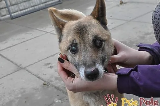 KLUŚ-kochany niewidomy maluszek wyrzucony z auta-szukamy troskliwego domu, adopcja, Małopolskie, Kraków