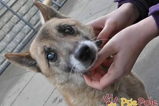 KLUŚ-kochany niewidomy maluszek wyrzucony z auta-szukamy troskliwego domu, adopcja, Małopolskie, Kraków