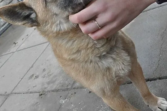 KLUŚ-kochany niewidomy maluszek wyrzucony z auta-szukamy troskliwego domu, adopcja, Małopolskie, Kraków